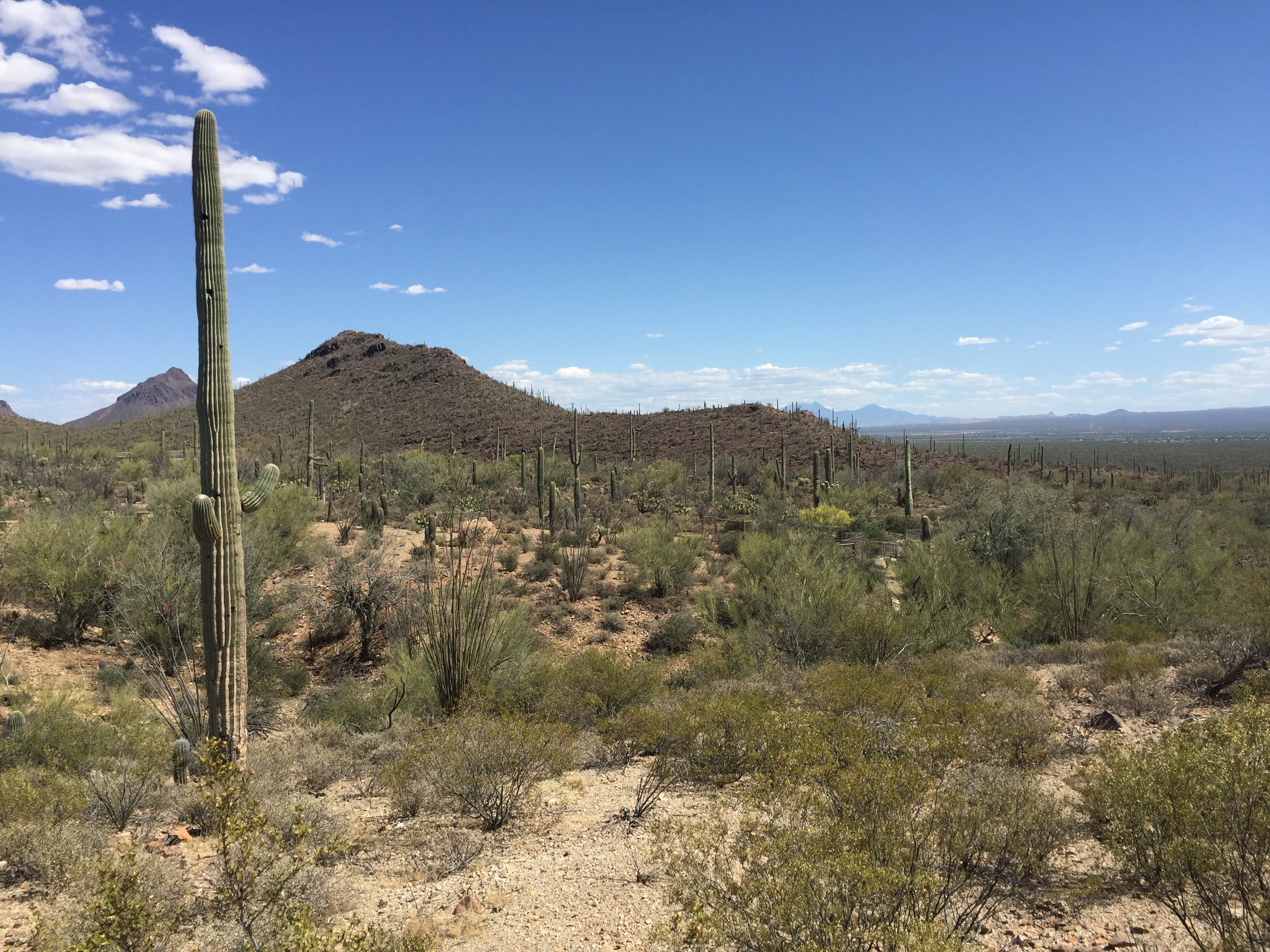 Saguaro landscape