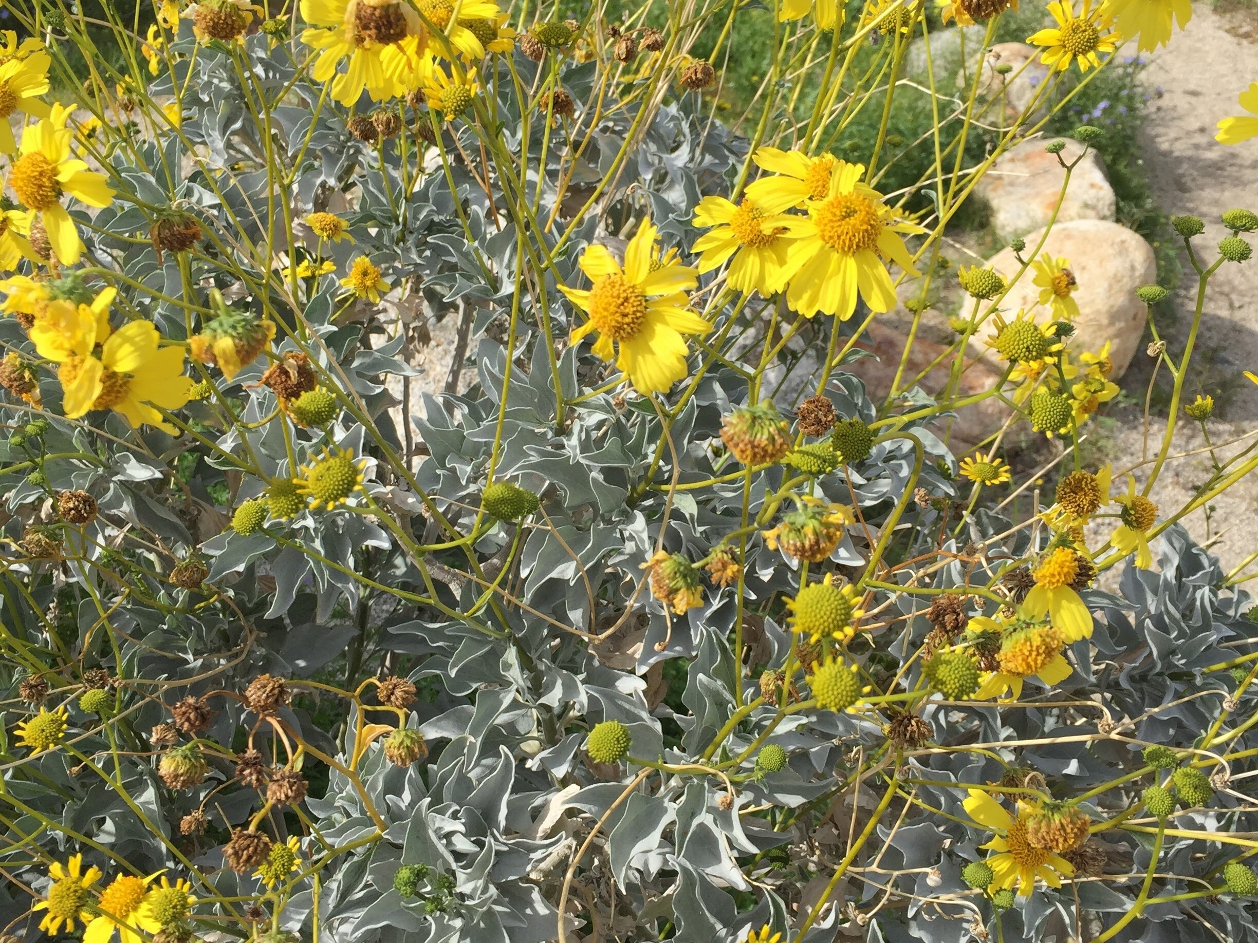 Yellow desert wildflowers — brittlebush in bloom