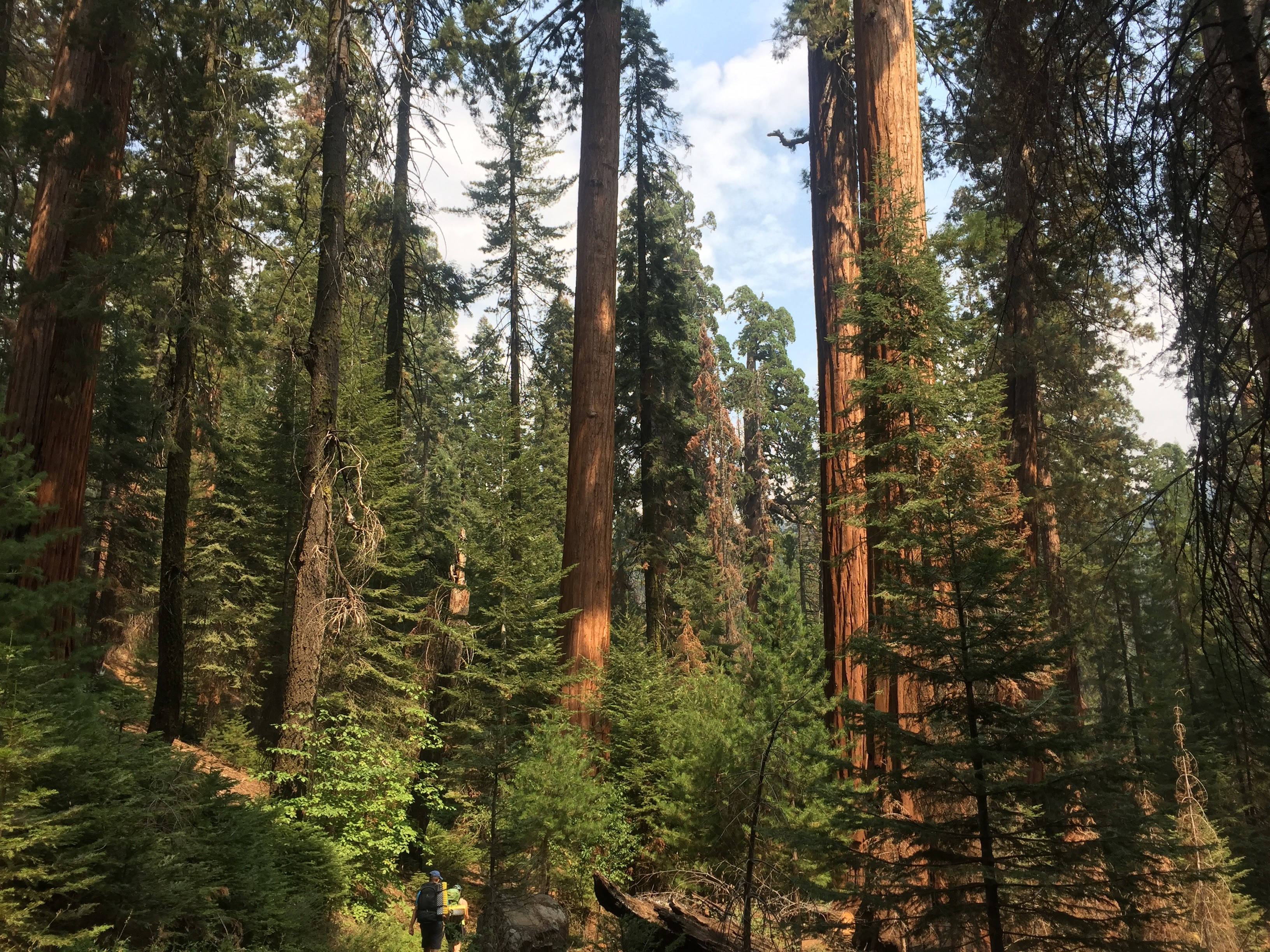 Sequoia forest