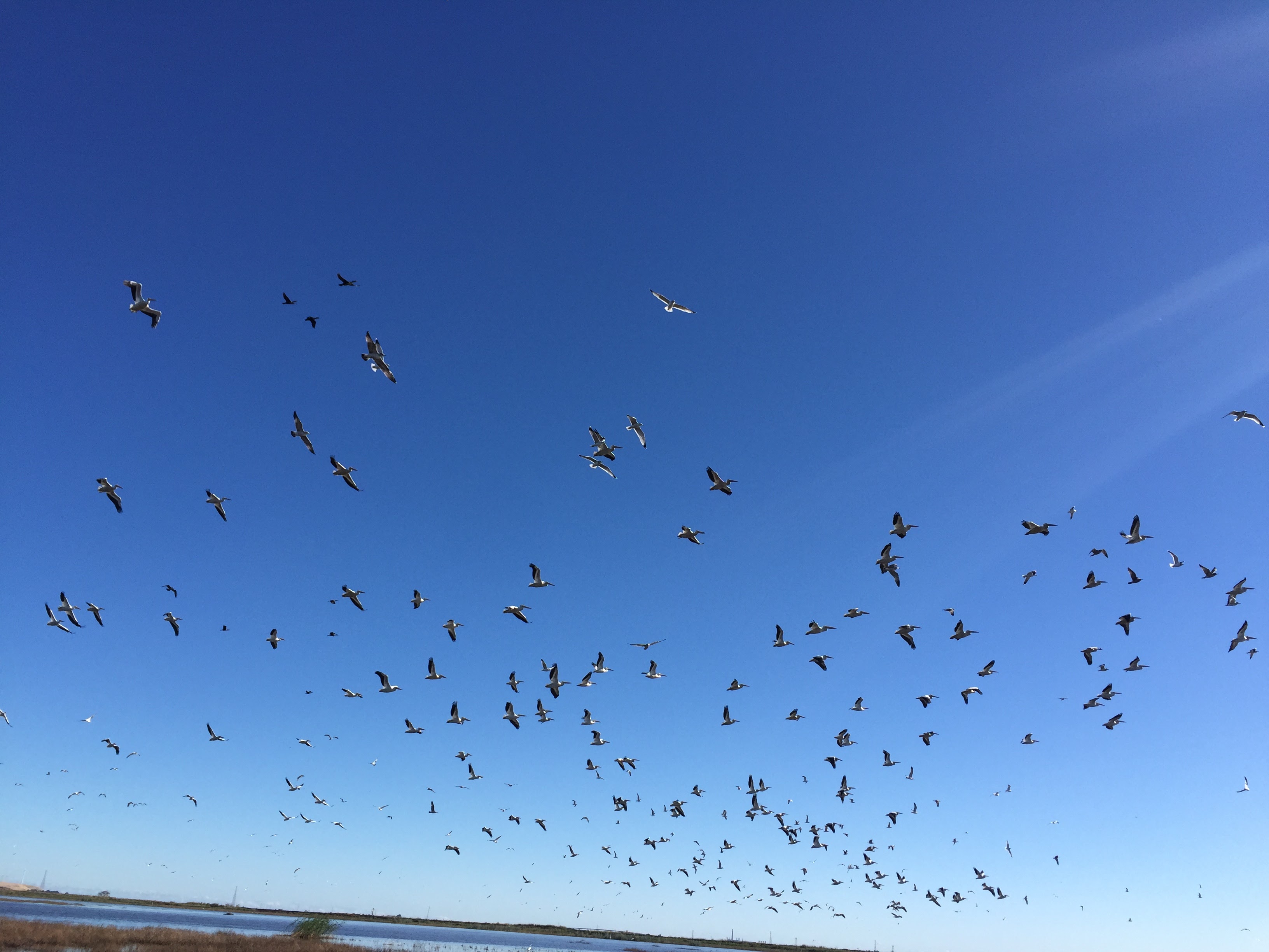 Shorebirds in flight over wetland — blue sky