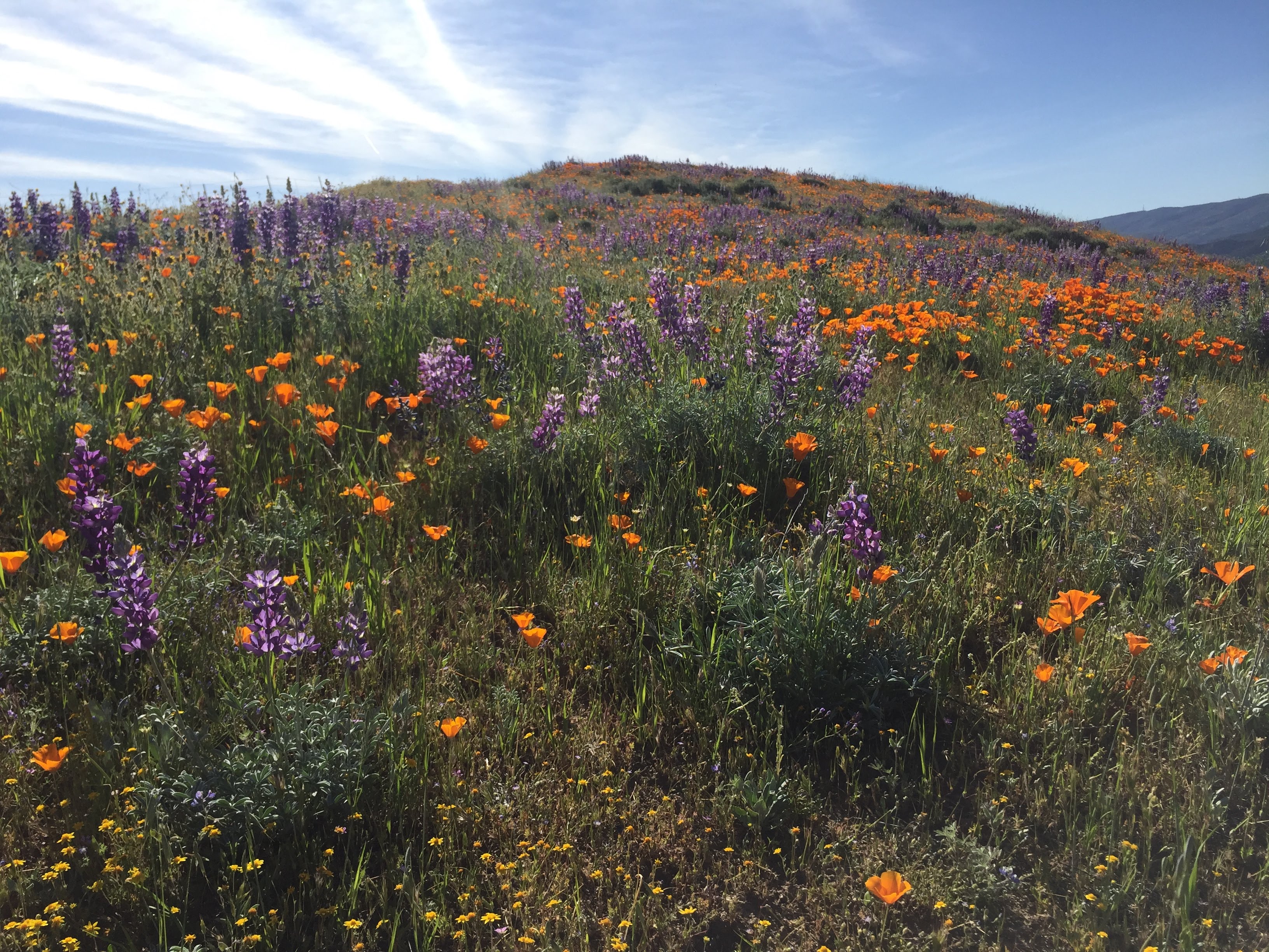 California wildflower superbloom — hillside of lupine and poppies