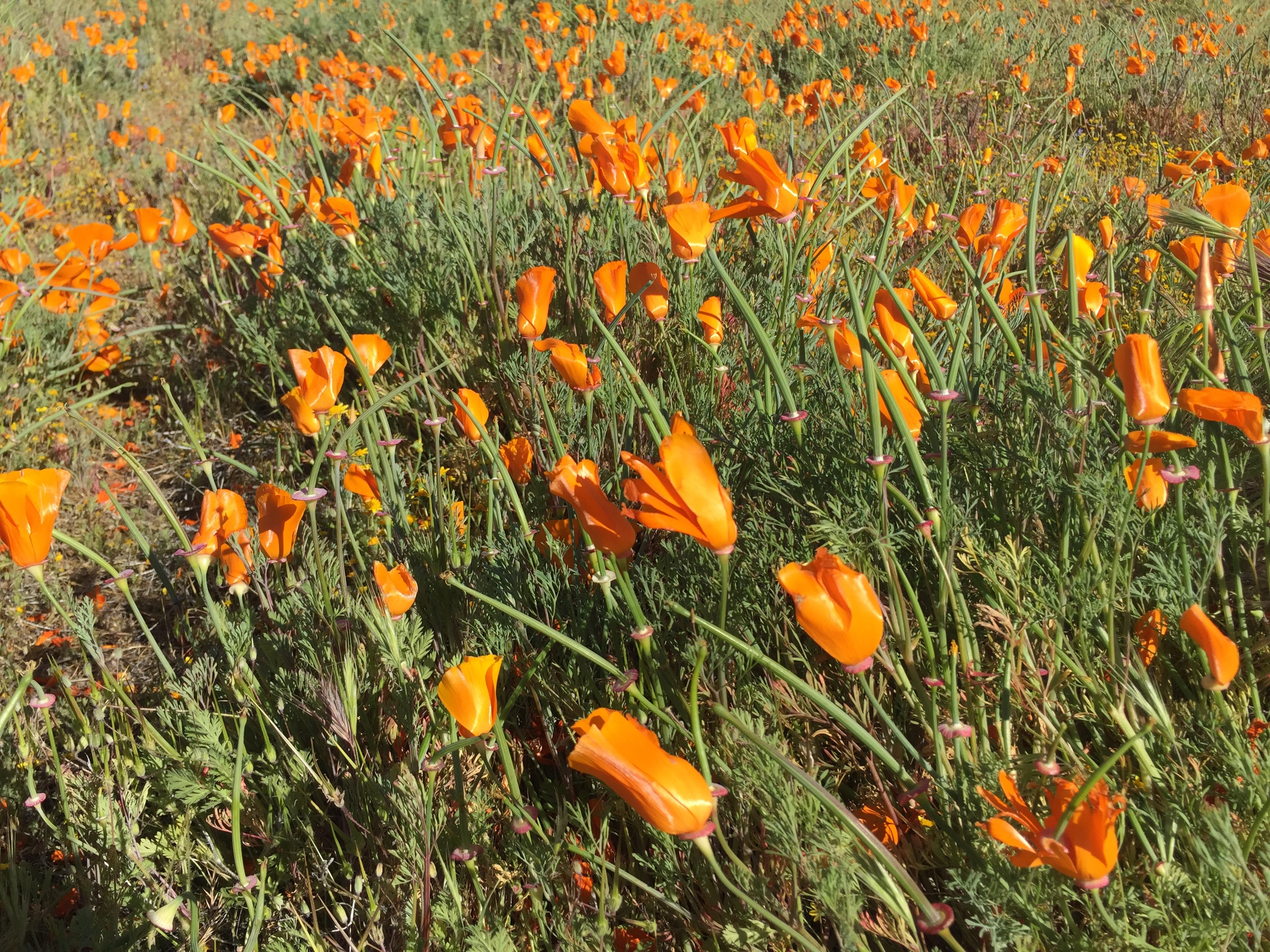 California poppies in bloom — native wildflowers